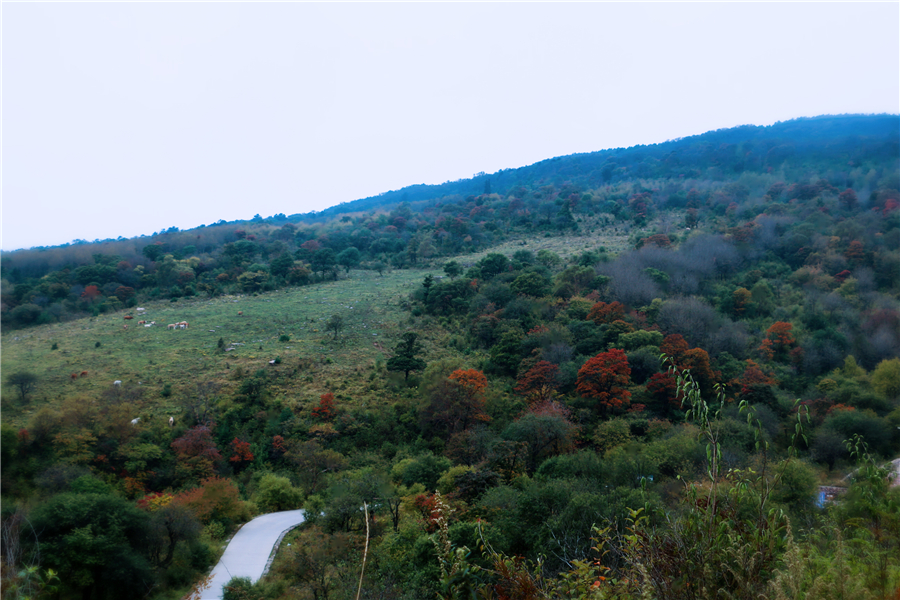 1475114969548904.jpg 98300432489064561.jpg